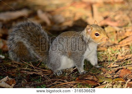 Portrait Of A Gray Squirrel Sitting On The Ground