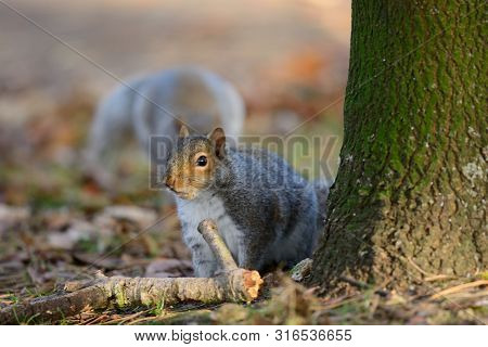 Portrait Of A Grey Squirrel Peering Out From Behind A Tree