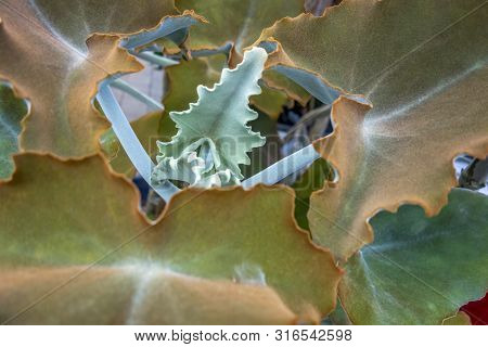Full Frame Detail Shot Showing Some Felt Bush Leaves