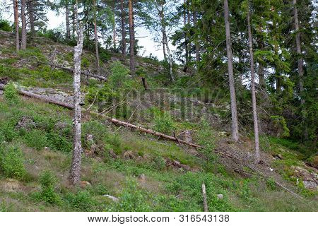 View Of Foliar Forest On The Slope In Summer