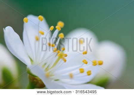 Macro Shot Of A Sloe Blossom Flower