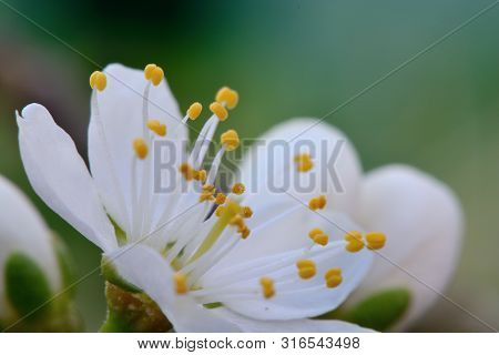 Macro Shot Of A Sloe Blossom Flower