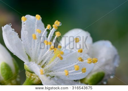Macro Shot Of A Sloe Blossom Flower Covered In Water Droplets