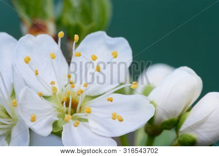 Macro Shot Of A Sloe Blossom Flower