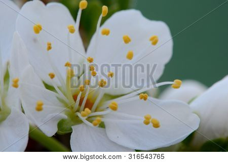 Macro Shot Of A Sloe Blossom Flower