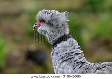 Close Up Portrait Of A Southern Screamer (chauna Torquata)