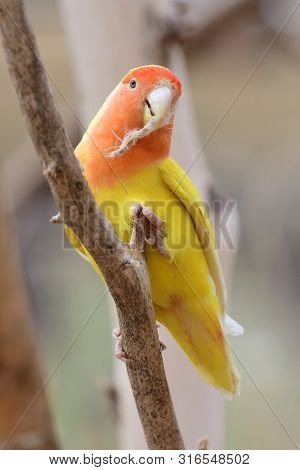Portrait Of A Lutino Peach Face Love Bird (agapornis Rosiecollis) Perching In A Tree