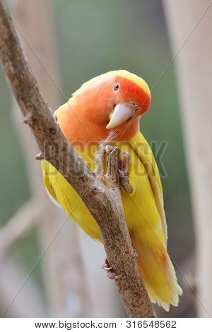 Portrait Of A Lutino Peach Face Love Bird (agapornis Rosiecollis) Perching In A Tree