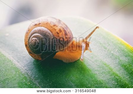 Funny Little Snail Sitting On A Green Plant, Close-up