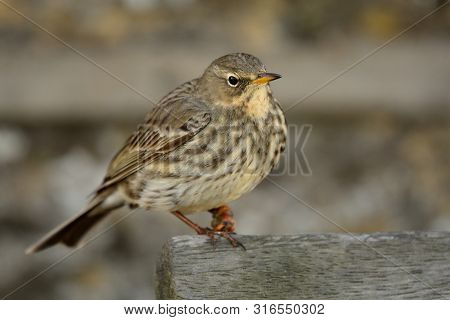 Close Up Of A Eurasian Rock Pipit (anthus Petrosus) Peching On A Park Bench