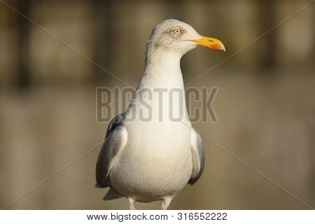 Close Up Portrait Of A Seagull At The Seaside