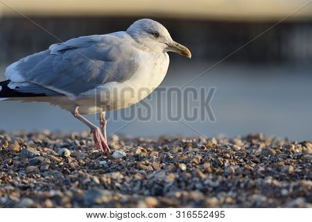 Portrait Of A Seagull On A Pebble Beach