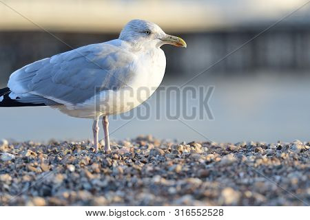 Portrait Of A Seagull On A Pebble Beach