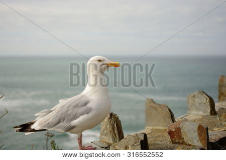 Portrait Of A Seagull Perching On A Wall