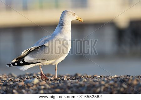 Portrait Of A Seagull On A Pebble Beach