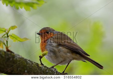 Portrait Of A European Robin Perching On A Branch