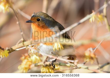 Portrsit Of A European Robin Perching On A Branch