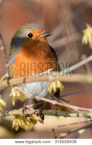 Portrsit Of A European Robin Perching On A Branch
