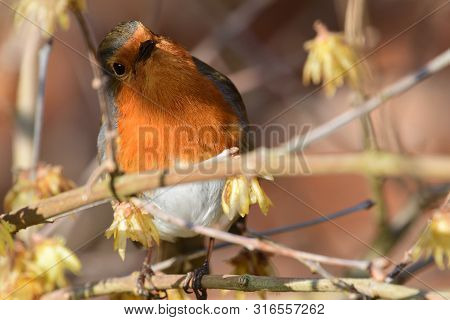 Portrait Of A European Robin (erithacus Rubecula) Perching In A Tree