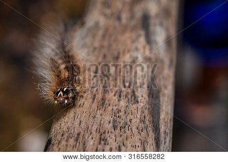 Hairy Furry Gypsy Moth Caterpillar.