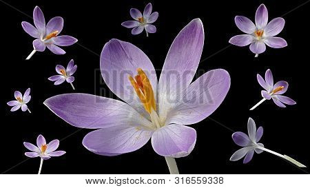 Collage With Blue Crocuses On A Black Background - Different Views