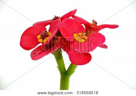 Red Blossom, Euphorbia Milii, On White Background, Macro Shot