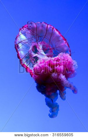 Jellyfish Or Rhizostoma Pulmo Floating In Deep Blue Water
