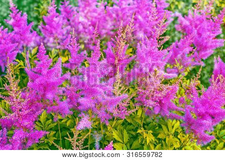 Colorful Autumn Flowers Of Astilba. Natural Floral Background.