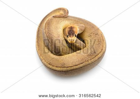 The Royal Python Isolated On White Background