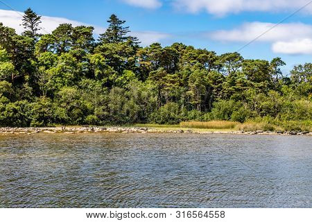 Forest In Island Of Lough Corrib