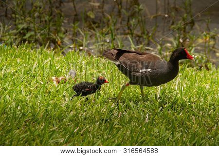 Baby Moorhen Follows Its Mom Around While Looking For Food. They Are Black With Red Beaks.