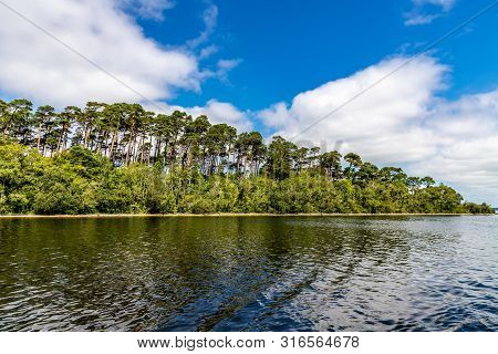 Forest In Island Of Lough Corrib