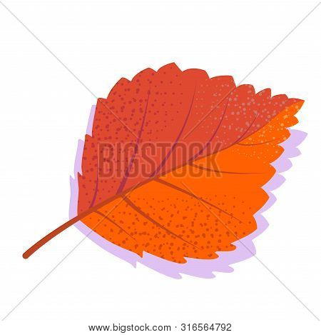 Orange Vector Birch Leaf With Shadow, Isolated On White Background. Single Autumn Leaf.