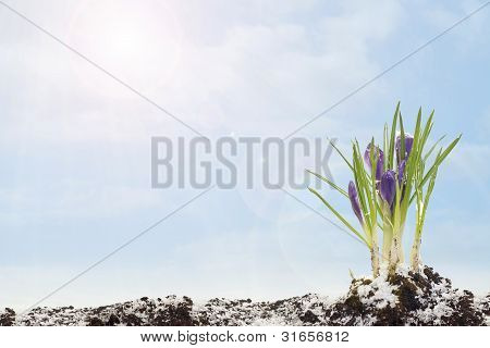 Krokus jarní na pozadí oblohy Blye