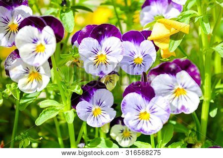 Garden Pansy With Purple And White Petals. Hybrid Pansy Or Viola Tricolor Pansy In Flowerbed. Violet