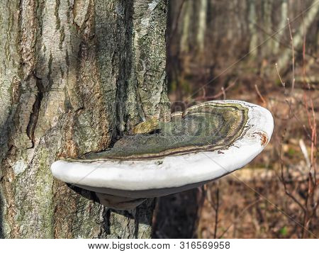 Mushroom Ganoderma Applanatum Close-up On A Tree