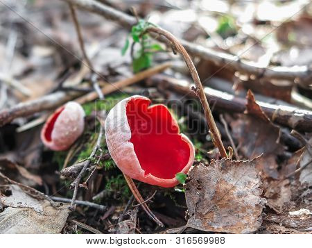 Sarcoscypha Coccinea, Commonly Known As The Scarlet Elf Cup, Scarlet Elf Cap, Or The Scarlet Cup