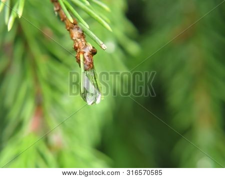 Spruce Branch With Rain Drop Close-up, Background