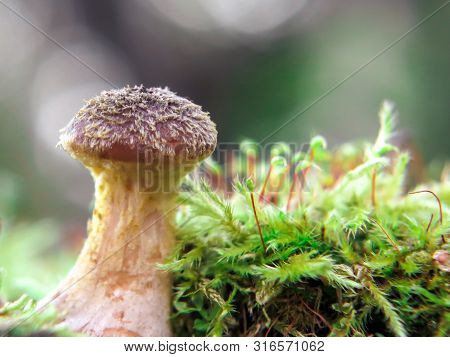 Honey Agaric Mushroo Armillaria Gallica On Mossy Stump