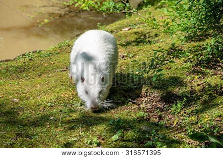 Large White Nutria Goes Along The Green Coast Of The Pond. The Coypu, Myocastor Coypus, Also Known A