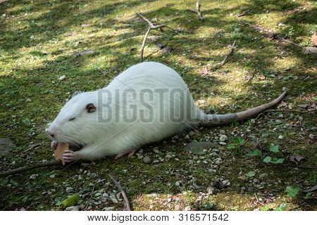 Large White Nutria With A Long Bald Tail Eats On The Green Shore Of The Pond. The Coypu, Myocastor C
