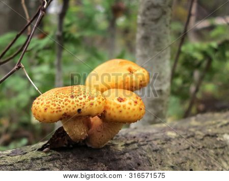 Pholiota Aurivella Edible Mushroom On A Trunk Of A Fallen Tree In The Forest