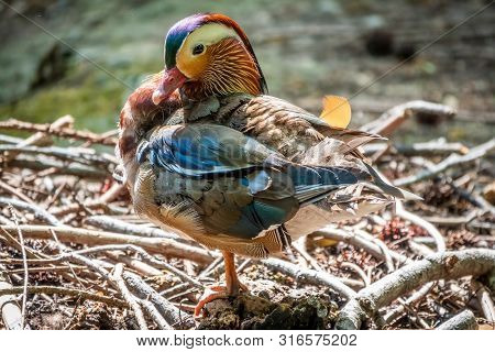Beautiful Colorful Mandarin Duck Cleans Feathers On A Stone Near The Pond.. The Mandarin Duck, Aix G
