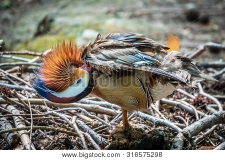 Beautiful Colorful Mandarin Duck Cleans Feathers On A Stone Near The Pond.. The Mandarin Duck, Aix G