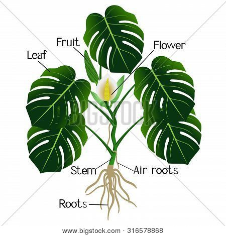 An Illustration Showing Parts Of A Monstera Or Split-leaf Philodendron (monstera Deliciosa).