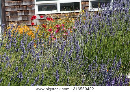 Red Oriental Poppies, Orange California Poppies, Hot Pin Clarkia, And Purple Lavender