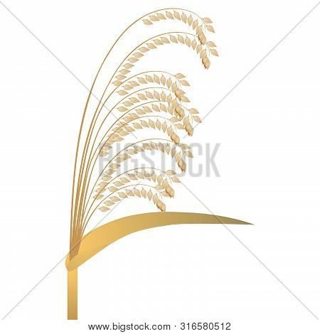 A Panicle Of Ripe Millet Isolated On A White Background.