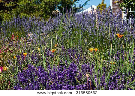 Spears Of Aromatic Purple Lavender Spikes With California Poppies And Clarkia