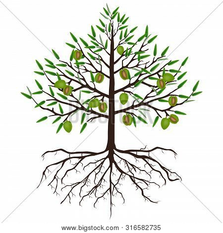 A Tree Of Almonds With Fruits And Roots On A White Background.