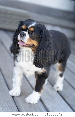 A Cute Cavalier King Charles Spaniel Dog